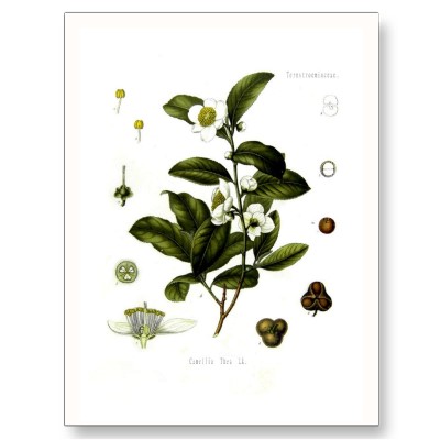 Camellia sinensis (spolszczona nazwa - Herbata chińska)